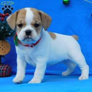 Ginger, Miniature Bulldog Puppy